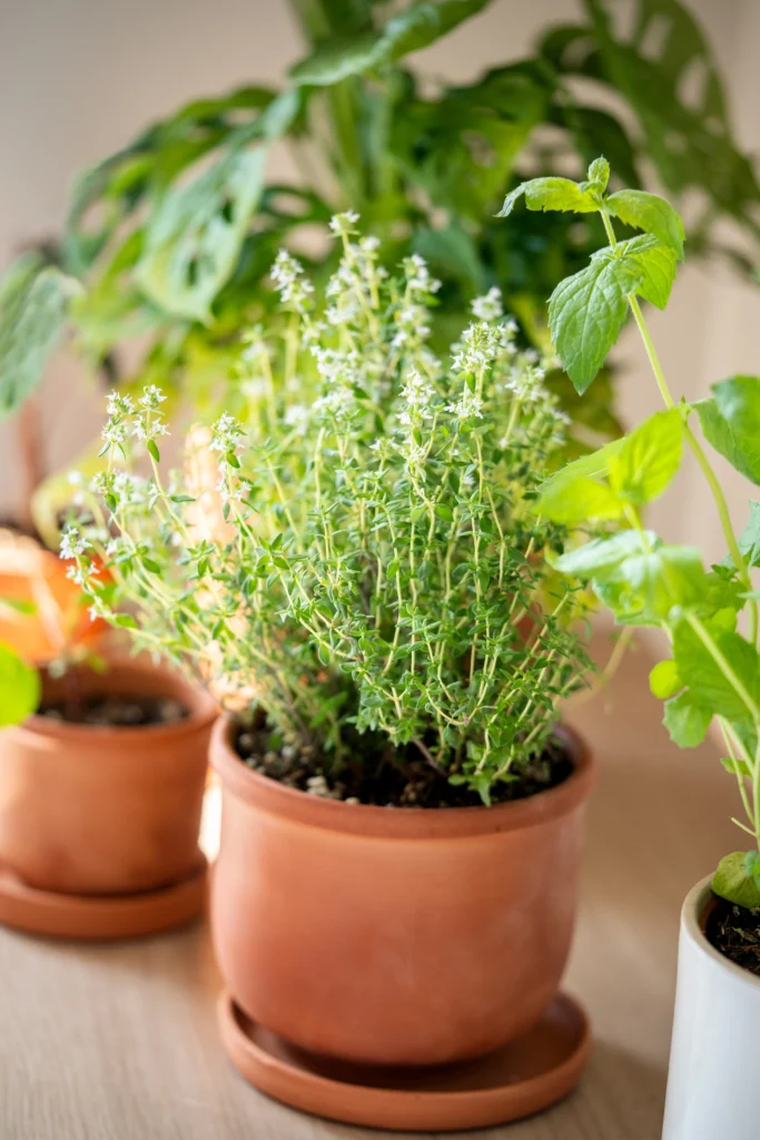 Growing Herbs Indoors: The Ultimate Guide for Home Gardeners 8 Choosing the right area