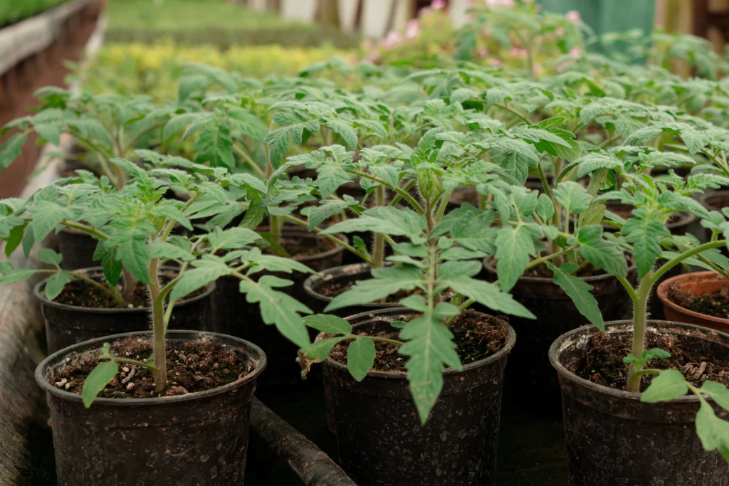 Just How to grow Tomatoes in Pots: A Comprehensive Guide 1 Growing Tomatoes in pots