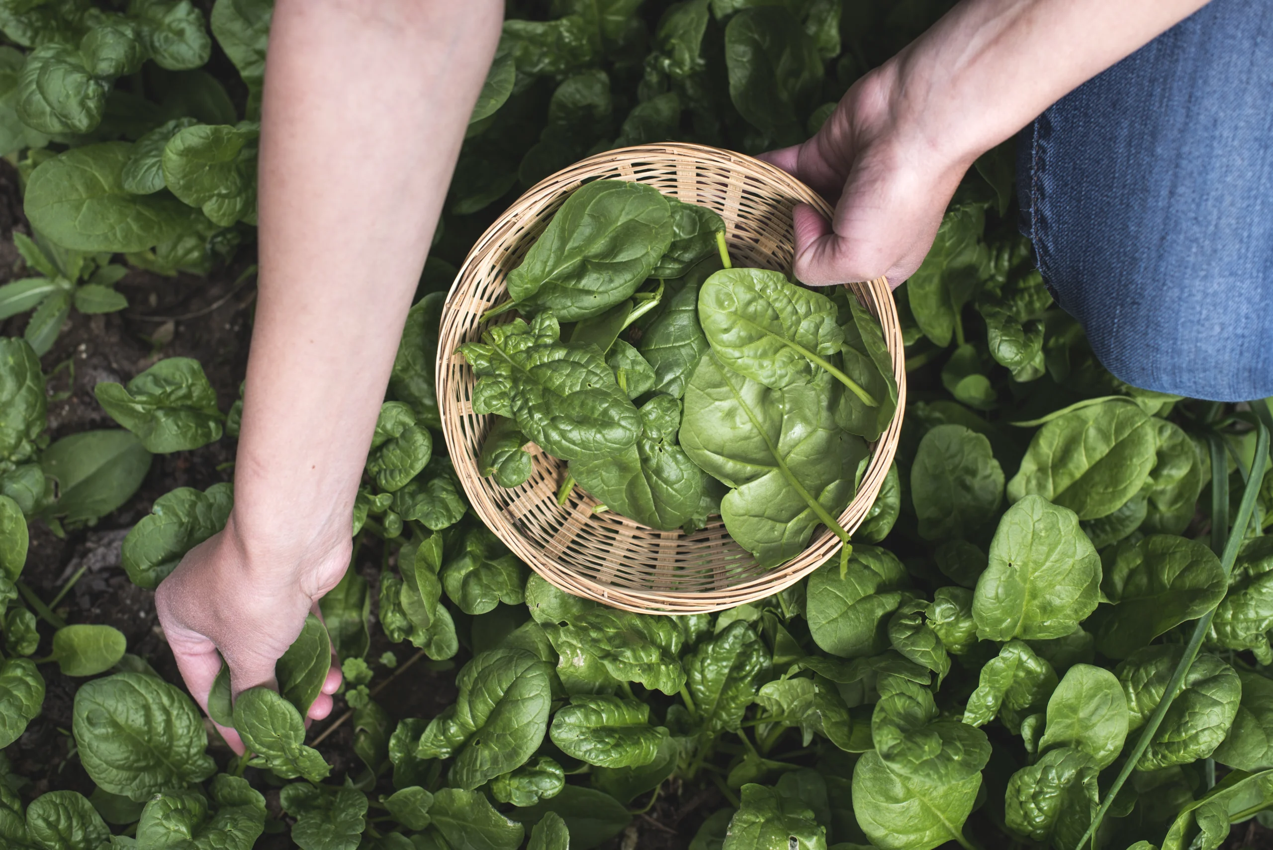 How to Grow Spinach: A Comprehensive Guide for Home Gardeners 1 How to grow spinach