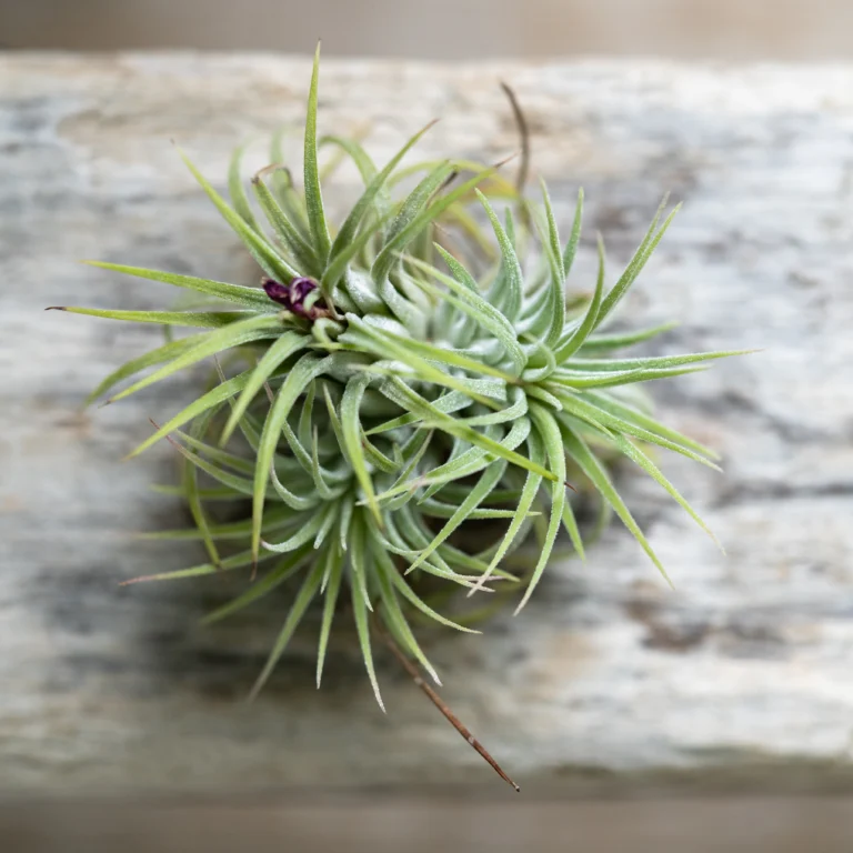 How to Take Care Of Air Plants: A Comprehensive Guide for Home Gardeners 7 How to take care of air plants