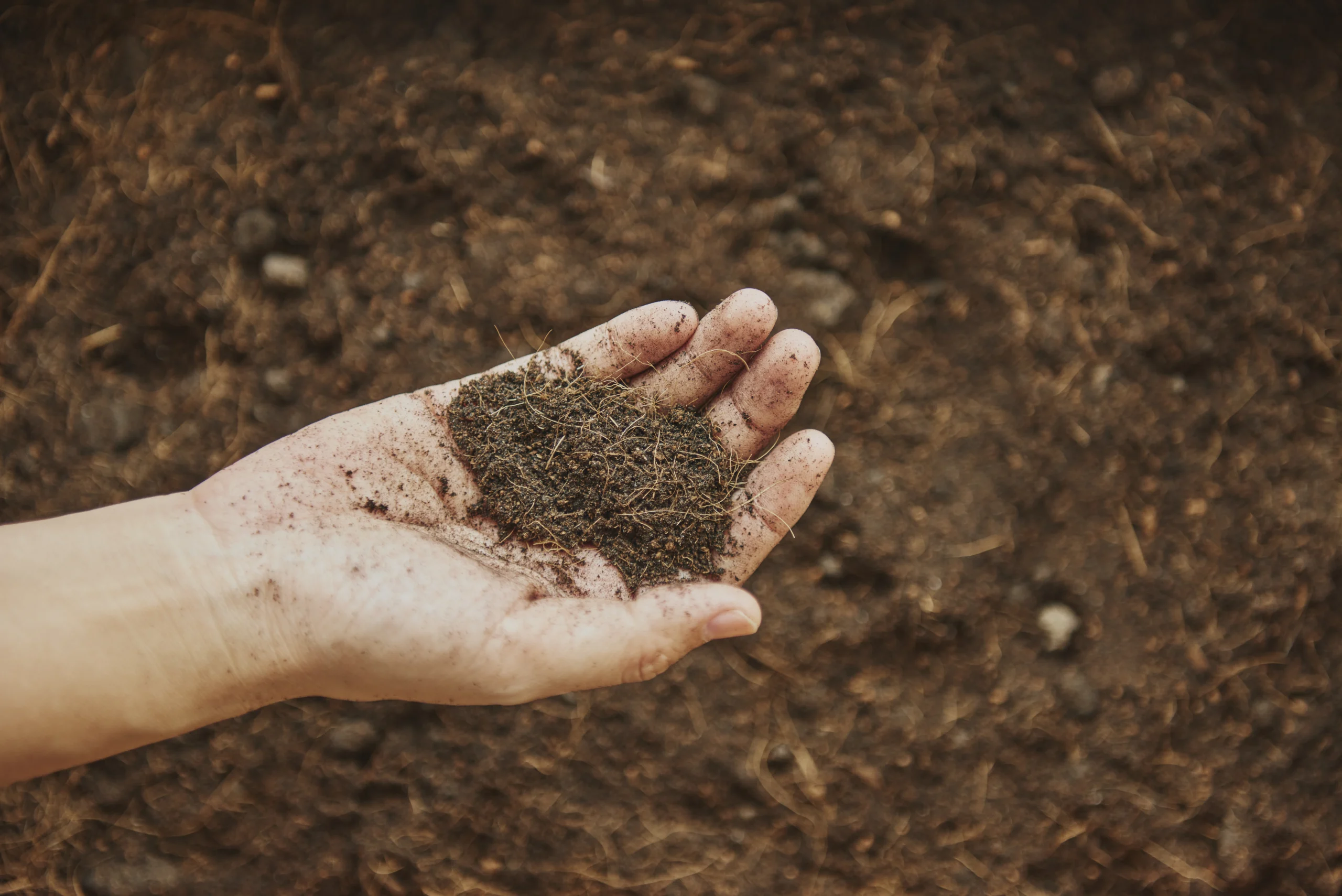 How to Grow Spinach: A Comprehensive Guide for Home Gardeners 4 Soil for Spinach