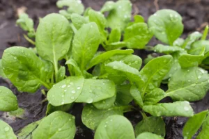 How to Grow Spinach: A Comprehensive Guide for Home Gardeners 5 Watering Spinach