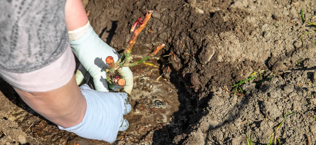 A Comprehensive Overview to Organic Gardening: Growing Natural 4 Buddy Planting