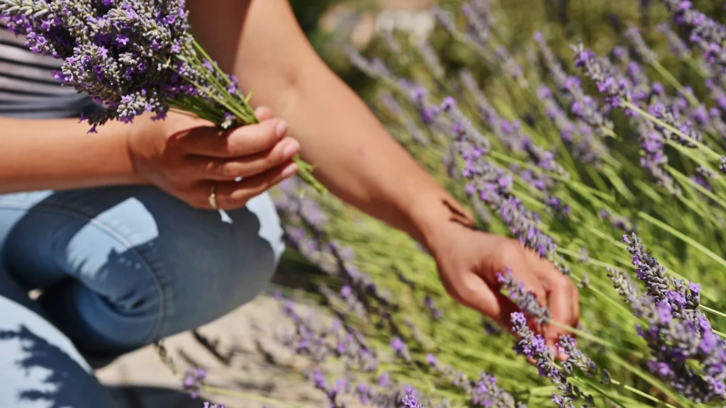 Just How to Expand Lavender: A Full Overview for Home Gardeners 8 Collecting Lavender