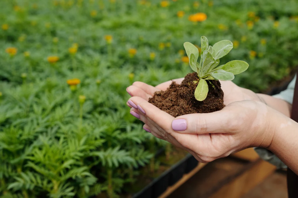The Advantages of Organic Fertilizers: A Comprehensive Overview for Gardeners 8 Enhanced plant health