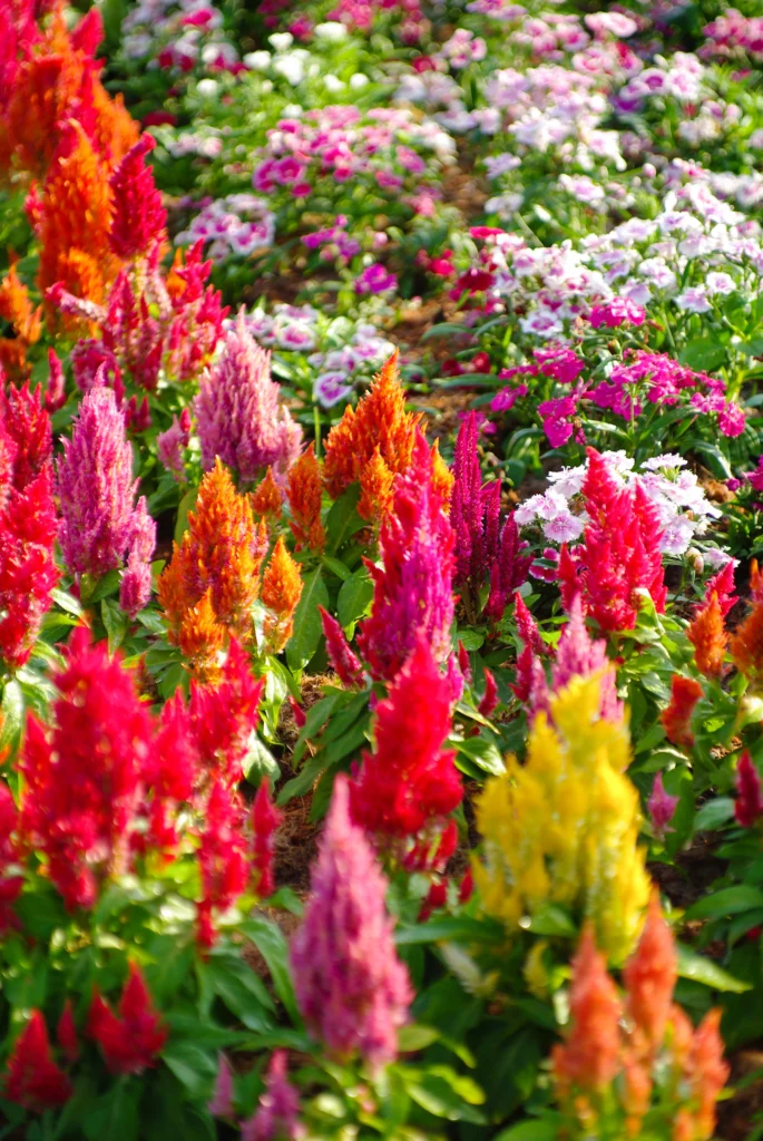 Gardening 101: A Novice's Guide to Beginning Your Own Garden 9 Flower Garden