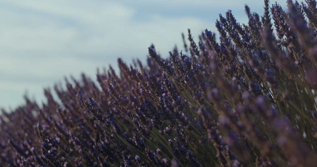 Just How to Expand Lavender: A Full Overview for Home Gardeners 2 French Lavender