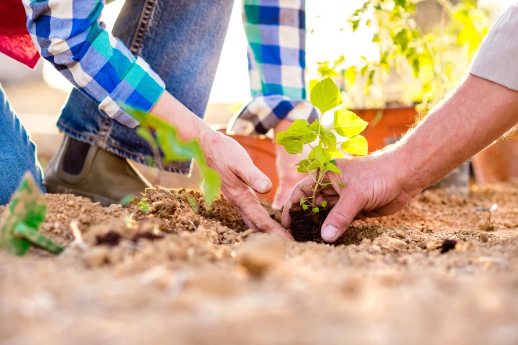 Gardening 101: A Novice's Guide to Beginning Your Own Garden 6 Gardening