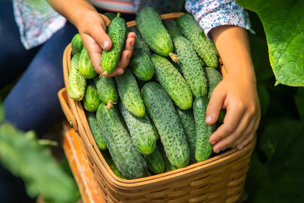 How to Grow Cucumbers: A Total Guide for Home Gardeners 8 Gathering cucumbers