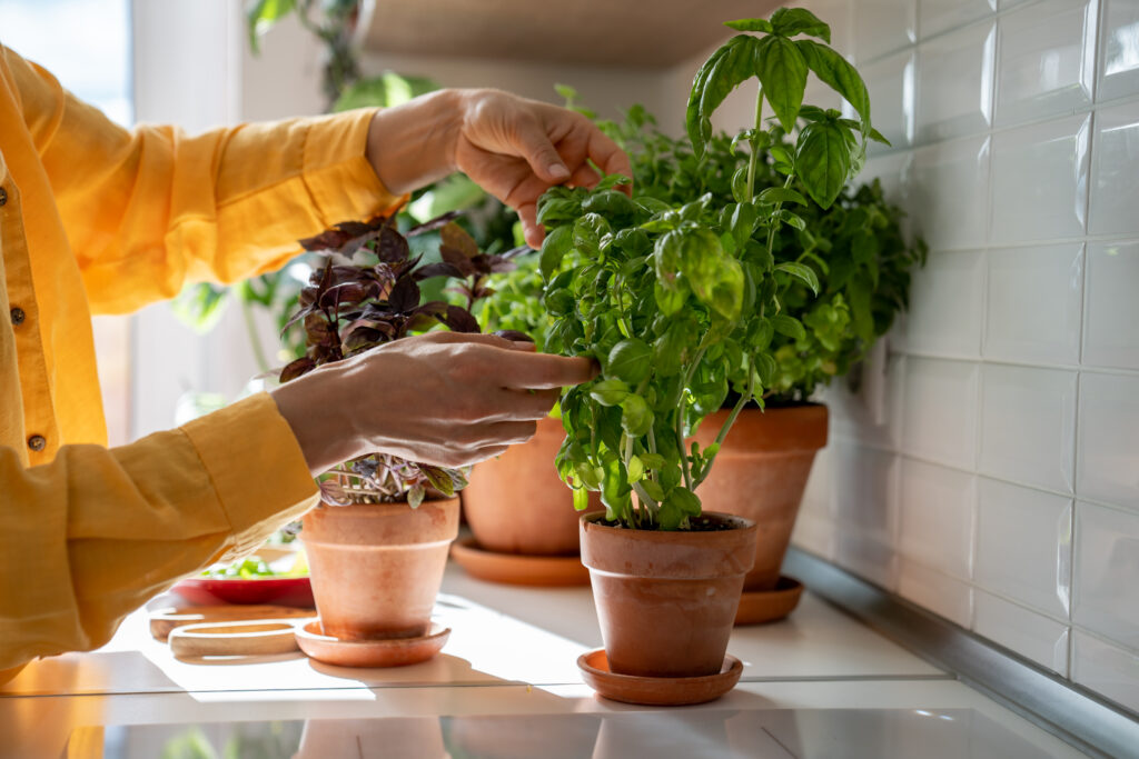 Growing Herbs Indoors: The Ultimate Guide for Home Gardeners 15 Gathering indoor herbs