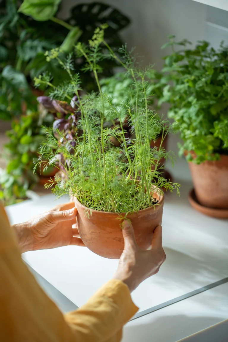Growing Herbs Indoors