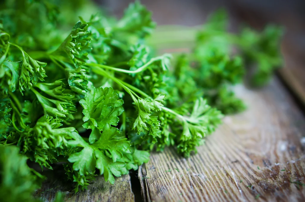 Growing Herbs Indoors: The Ultimate Guide for Home Gardeners 4 Growing Parsley