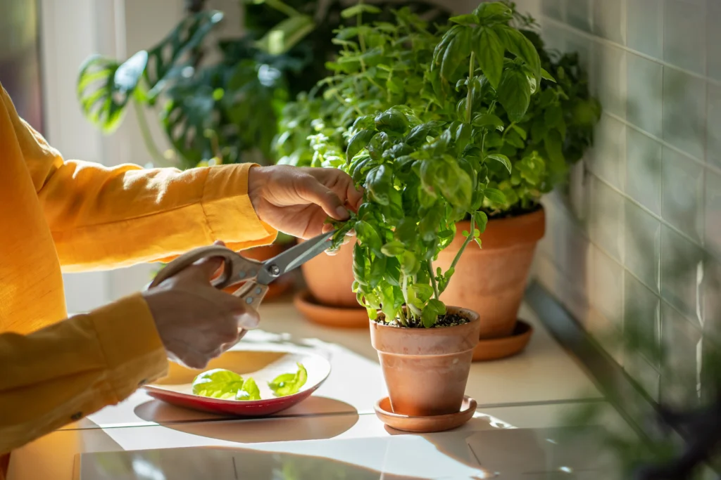 Urban Horticulture: A Comprehensive Guide for City Populations 9 Growing indoor herbs