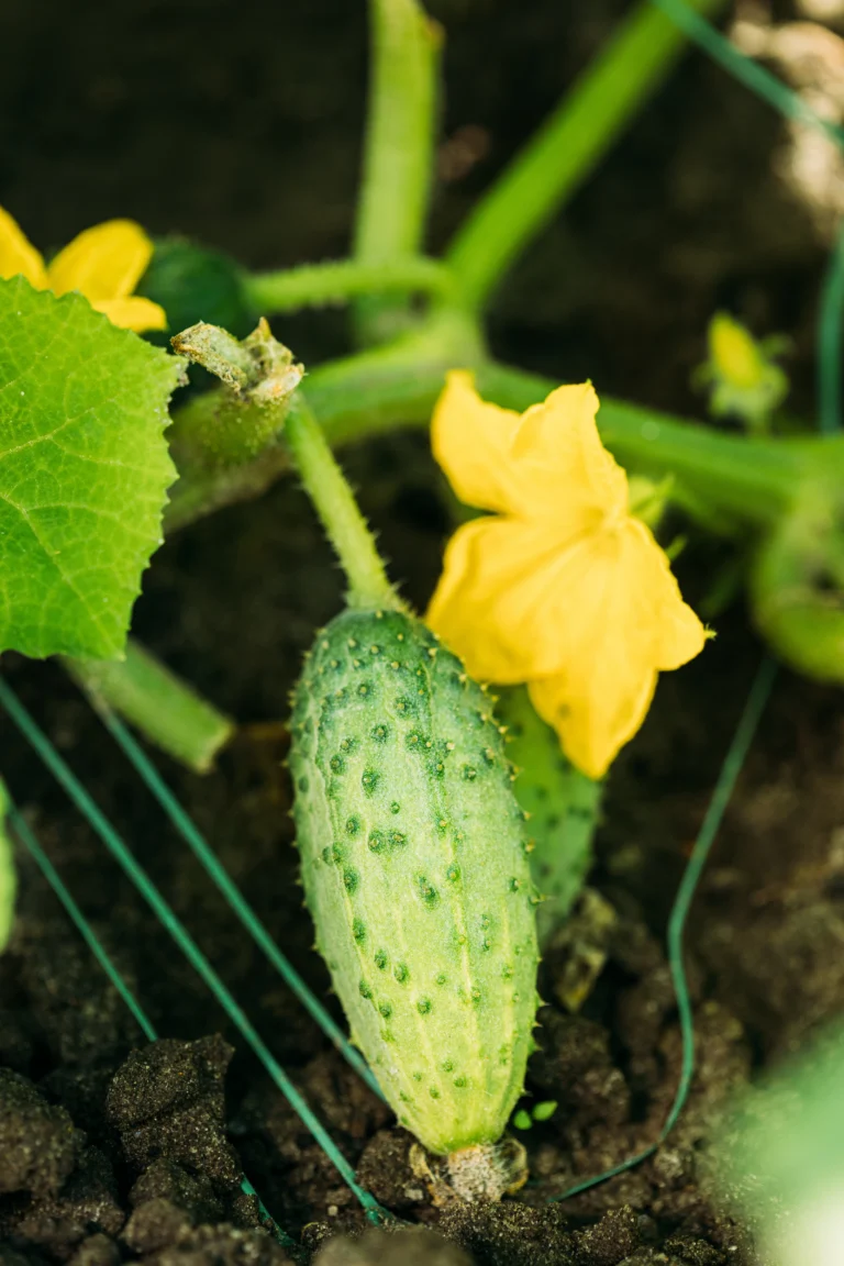 How to grow cucumbers