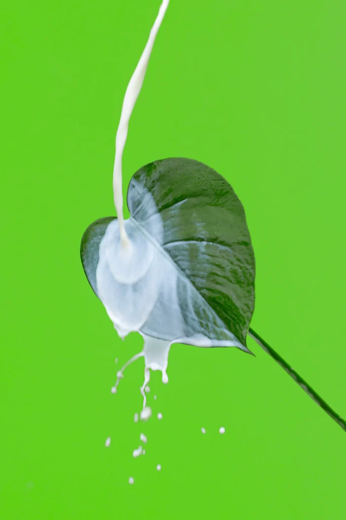 A Complete Overview to Treating Plant Fungi For Home Garden 13 Milk spray on plant