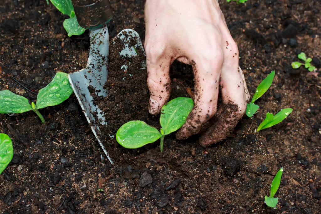 A Comprehensive Overview to Organic Gardening: Growing Natural 10 Organic soil