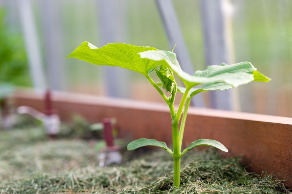 How to Grow Cucumbers: A Total Guide for Home Gardeners 5 Planting Cucumbers