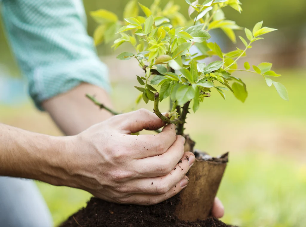 Gardening 101: A Novice's Guide to Beginning Your Own Garden 4 Planting garden