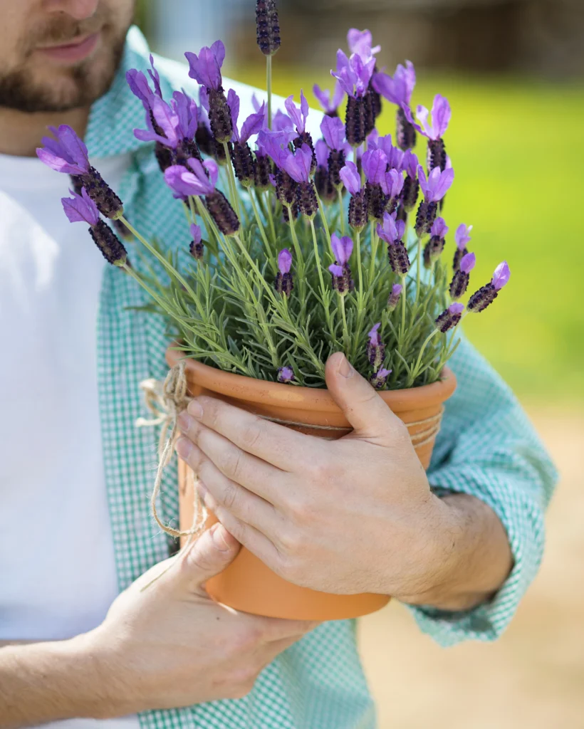 Just How to Expand Lavender: A Full Overview for Home Gardeners 5 Planting lavender