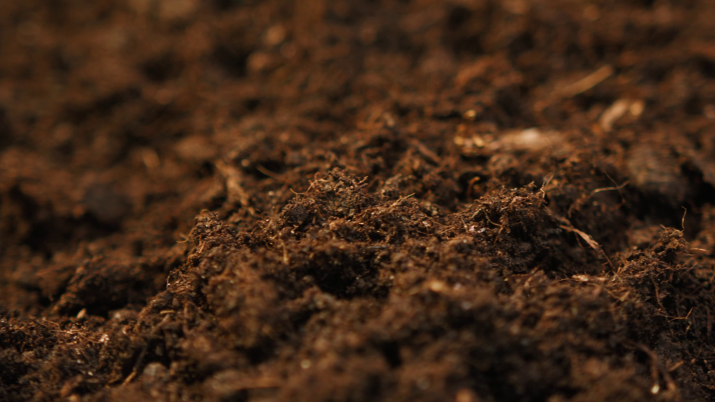 Just How to Expand Lavender: A Full Overview for Home Gardeners 4 Preparing soil.