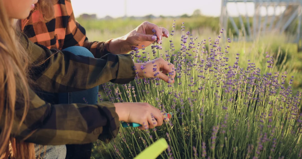 Just How to Expand Lavender: A Full Overview for Home Gardeners 7 Pruning Lavender