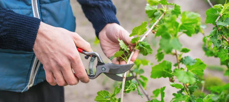 Pruning for Home Gardeners: A Comprehensive Guide to Healthier, Happier Plants 13 Pruning for home gardeners
