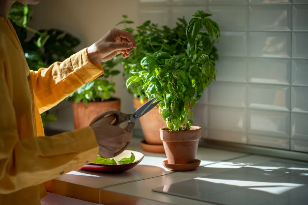 Growing Herbs Indoors: The Ultimate Guide for Home Gardeners 19 Pruning herbs
