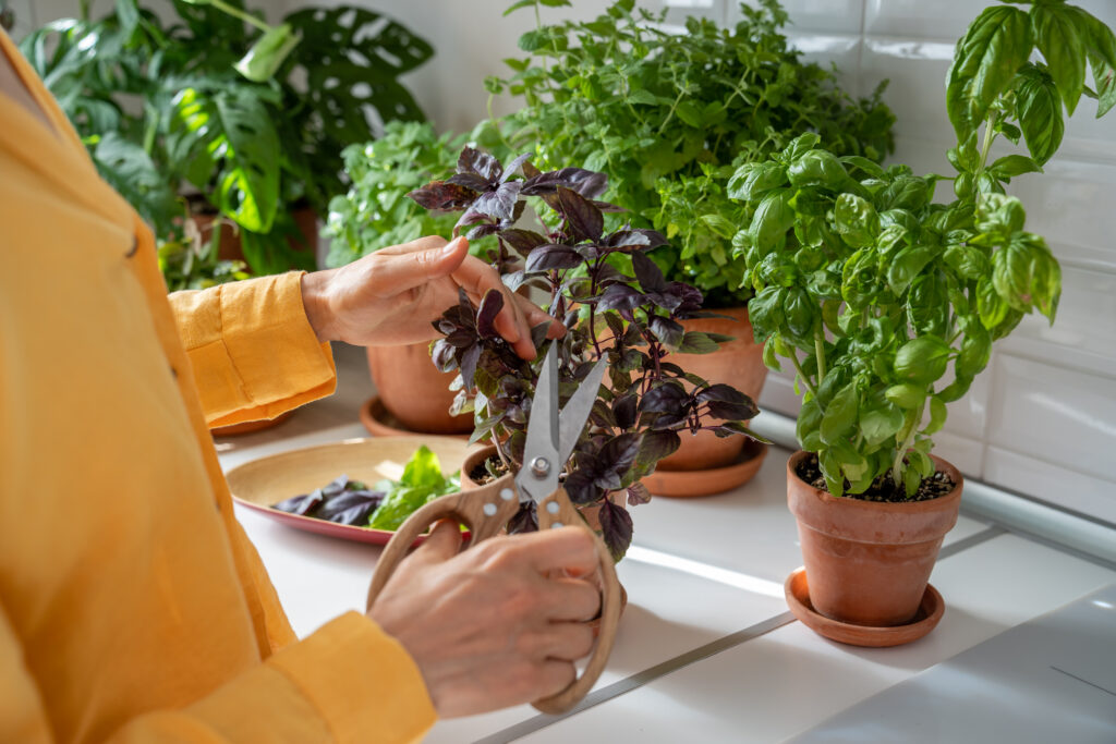 Growing Herbs Indoors: The Ultimate Guide for Home Gardeners 21 Pruning indoor herbs