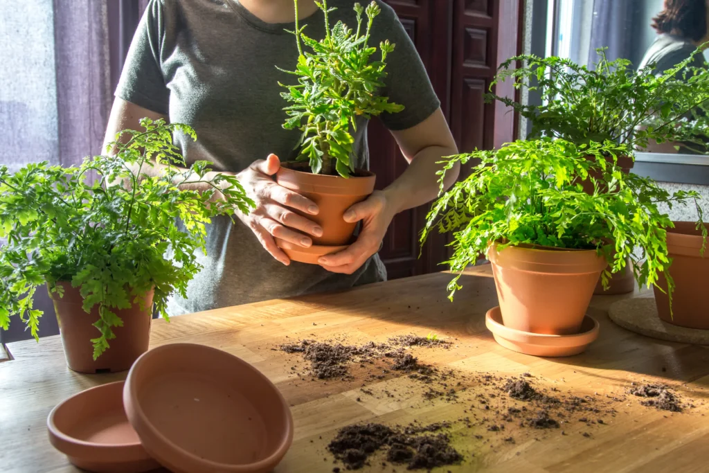 Growing Herbs Indoors: The Ultimate Guide for Home Gardeners 20 Repotting indoor herbs