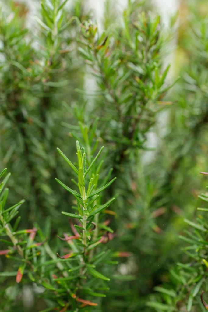 Growing Herbs Indoors: The Ultimate Guide for Home Gardeners 6 Rosemary