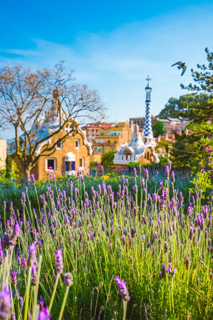 Just How to Expand Lavender: A Full Overview for Home Gardeners 3 Spanish Lavender