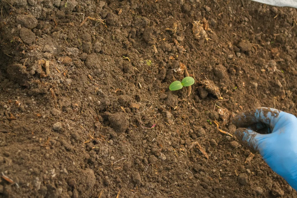 The Advantages of Organic Fertilizers: A Comprehensive Overview for Gardeners 5 Steady nutrient release