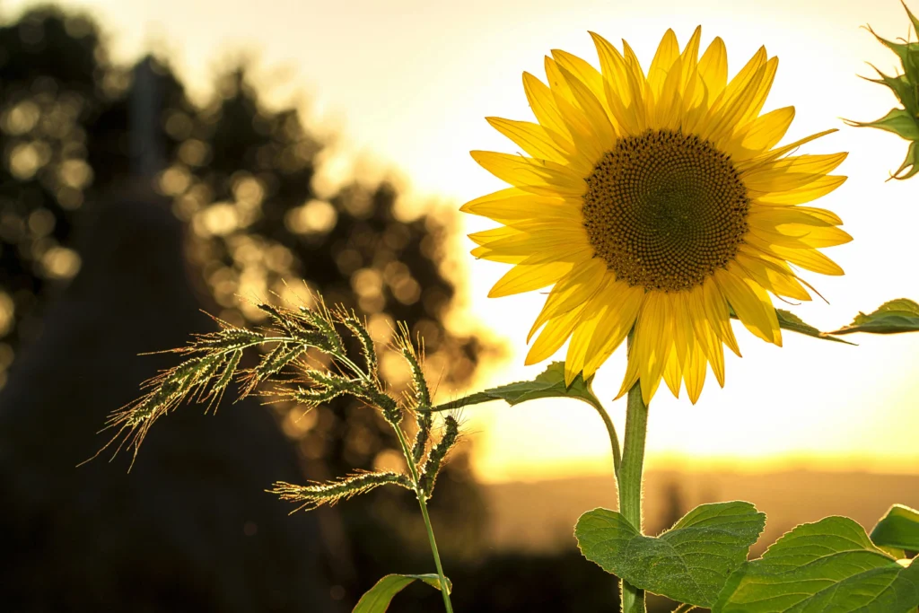 Gardening 101: A Novice's Guide to Beginning Your Own Garden 11 Sunshine
