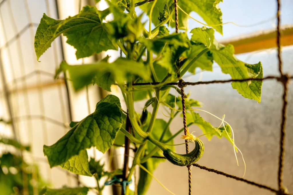 How to Grow Cucumbers: A Total Guide for Home Gardeners 6 Sustaining cucumbers