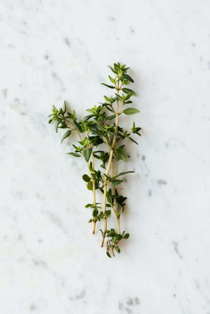 Growing Herbs Indoors: The Ultimate Guide for Home Gardeners 2 Thyme