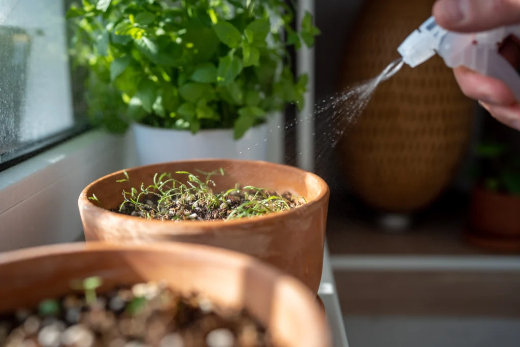 Growing Herbs Indoors: The Ultimate Guide for Home Gardeners 12 Transplanting Seedlings