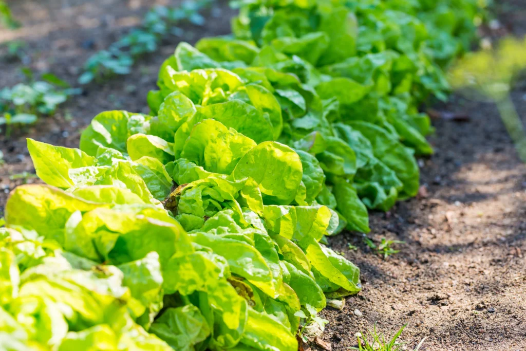 Gardening 101: A Novice's Guide to Beginning Your Own Garden 8 Vegetable Garden