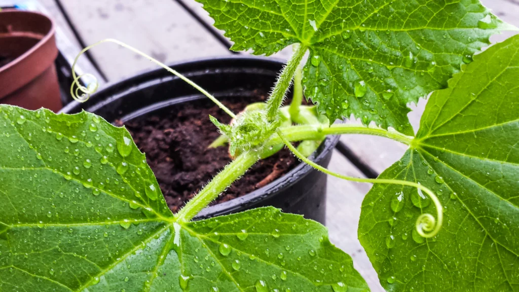 How to Grow Cucumbers: A Total Guide for Home Gardeners 7 Watering Cucumbers