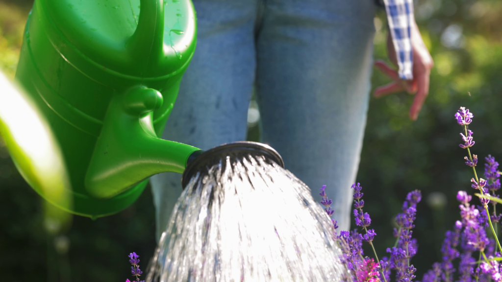 Just How to Expand Lavender: A Full Overview for Home Gardeners 6 Watering Lavender