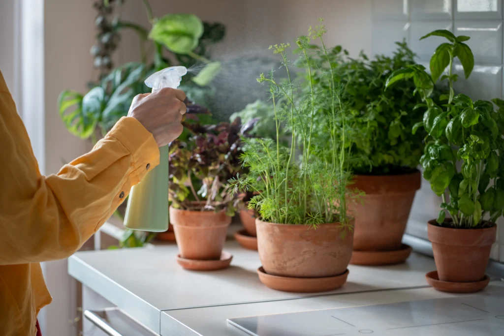 Growing Herbs Indoors: The Ultimate Guide for Home Gardeners 13 Watering indoor herbs