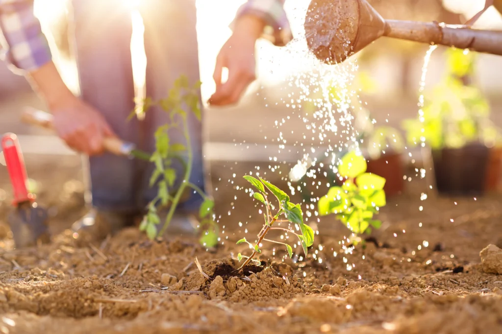 Gardening 101: A Novice's Guide to Beginning Your Own Garden 13 Watering Garden
