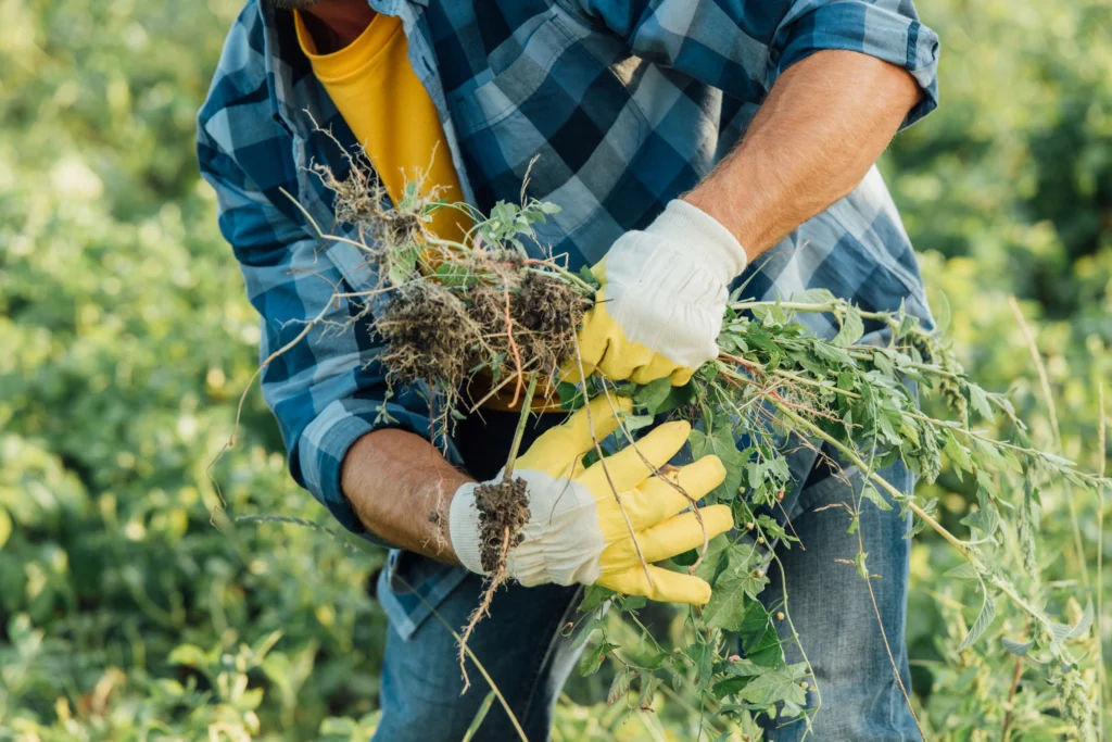 A Comprehensive Overview to Organic Gardening: Growing Natural 11 Weed Control