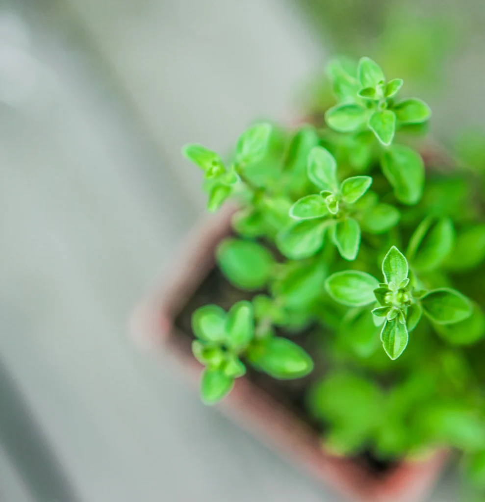 Growing Herbs Indoors: The Ultimate Guide for Home Gardeners 3 organic oregano.