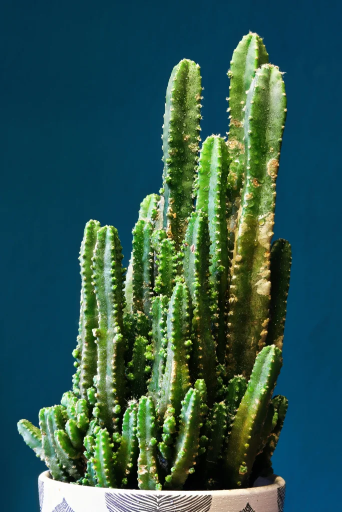 Acanthocereus tetragonus ‘Fairy Castle Cactus’ – Unique and Charming 1 Acanthocereus tetragonus