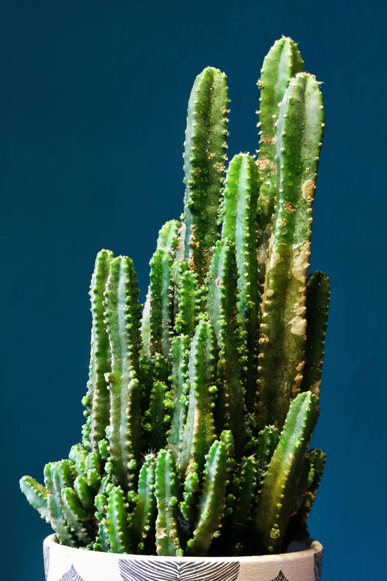 Acanthocereus tetragonus