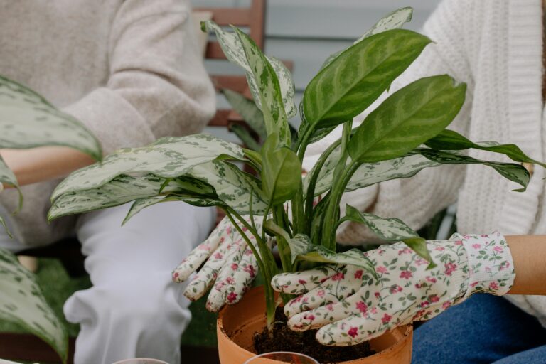 Aglaonema ‘First Diamond’ (Chinese Evergreen)