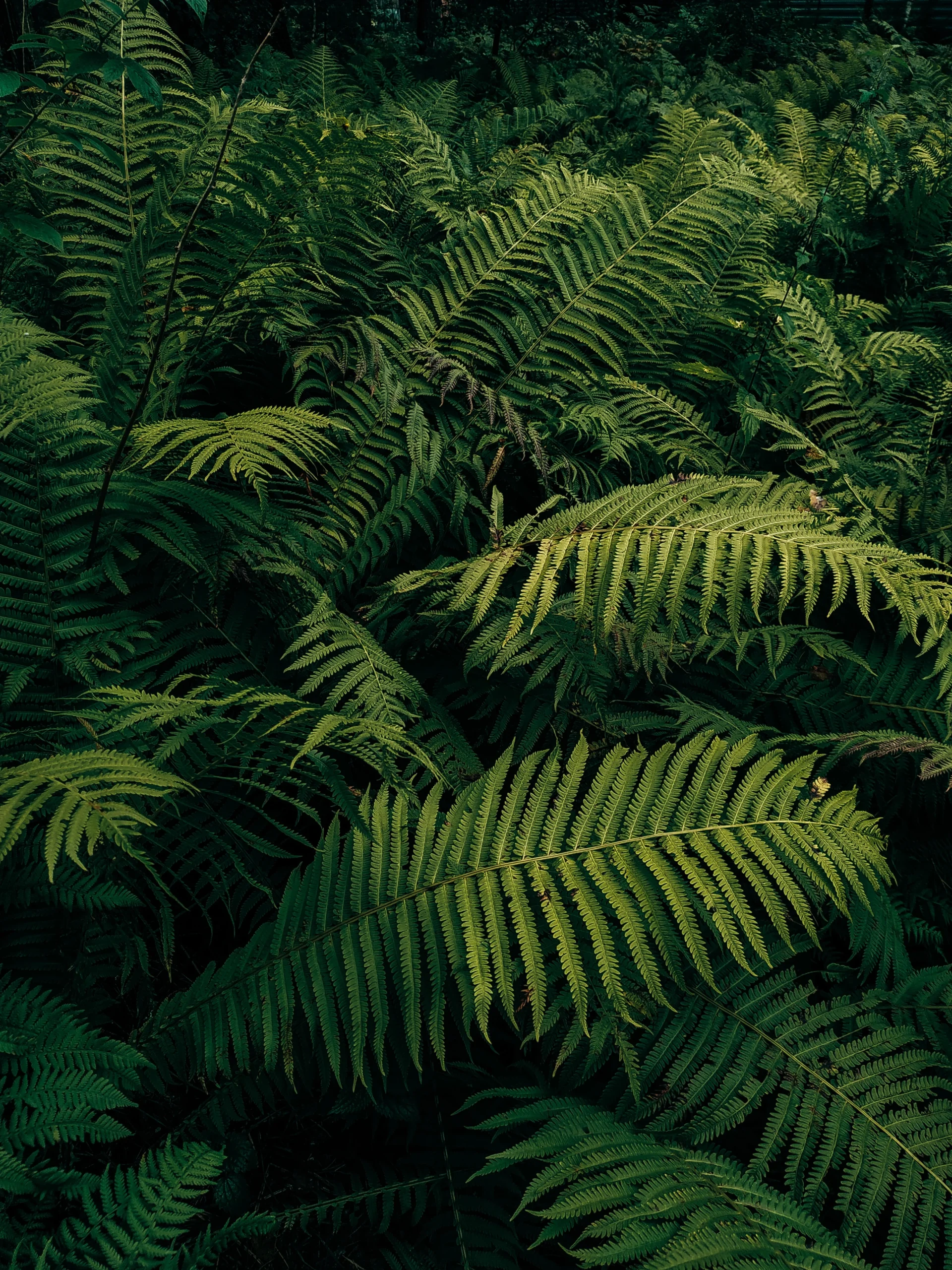 Ferns