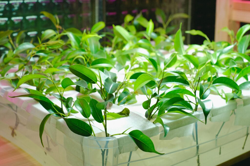 Hydroponic Horticulture The Remarkably Ultimate Guide: Sustainable and Effective 1 Guide to Hydroponic Horticulture