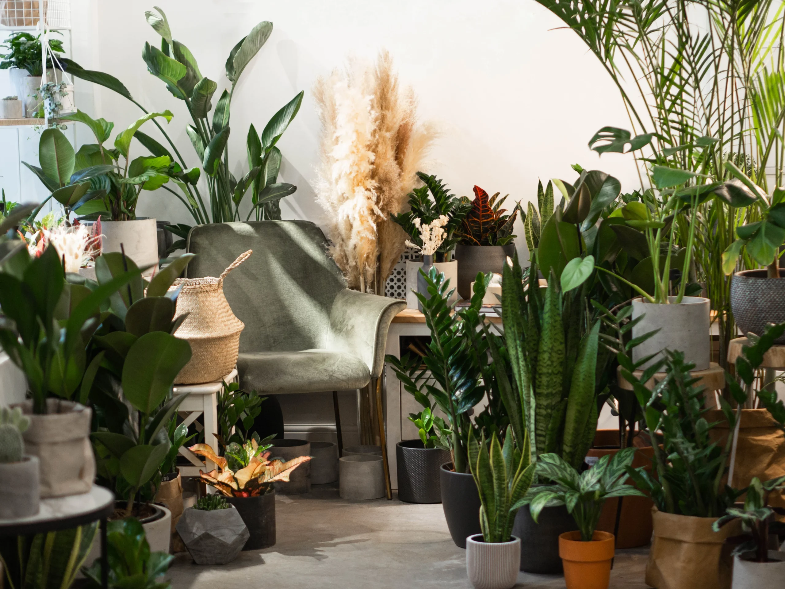House Plant Types