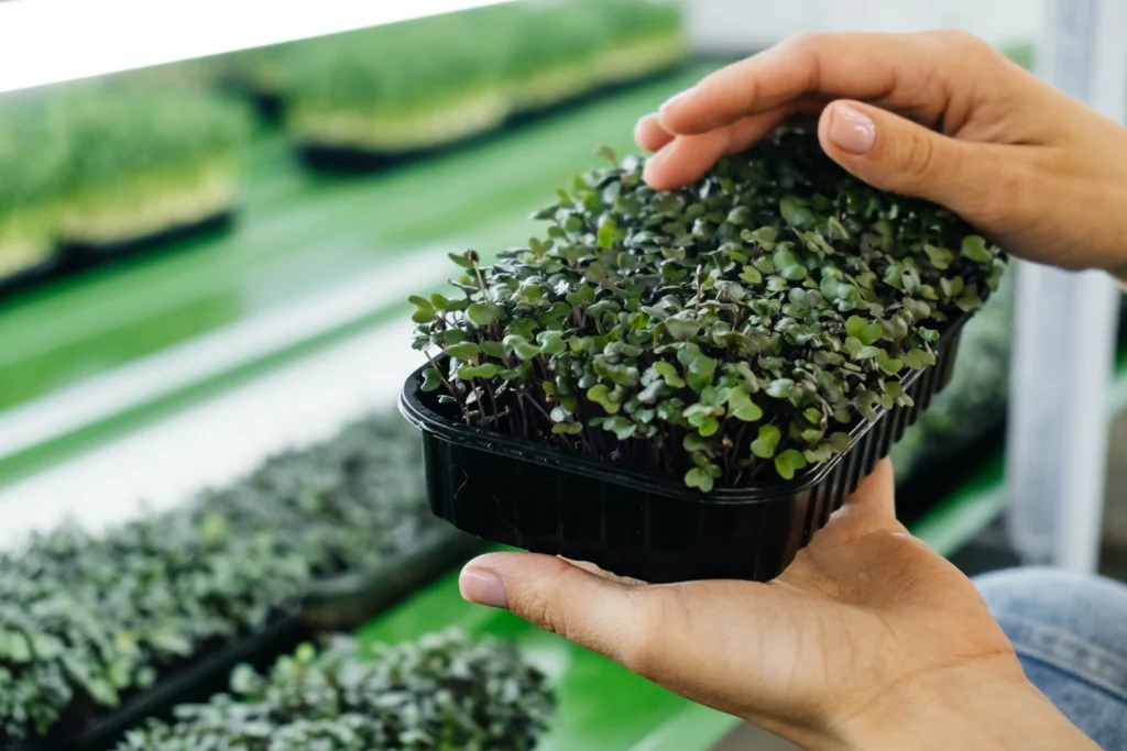 How to Grow Microgreens: A Total Overview for Home Gardeners 1 How to Grow Microgreens